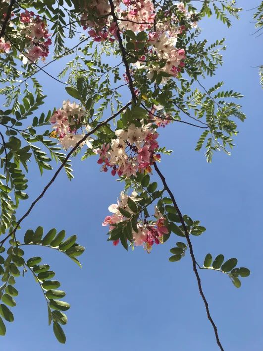 Flowering acacia branches against a clear blue sky